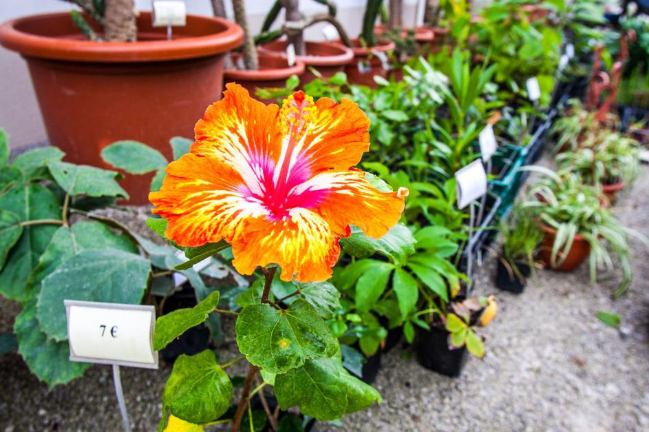 bolšji sejem rastlin