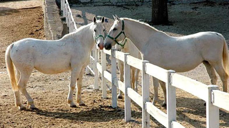 Kobilarno Lipico bo začasno vodil Tomi Rumph. © Barbara Milavec