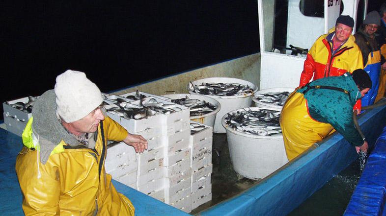 Kdaj bodo prvi ciplji v ribarnicah, je zaradi spremenljivega vremena težko napov