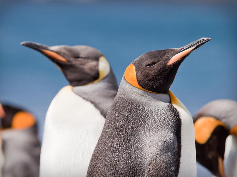 Pingvini, Macquarie Island, Avstralija.