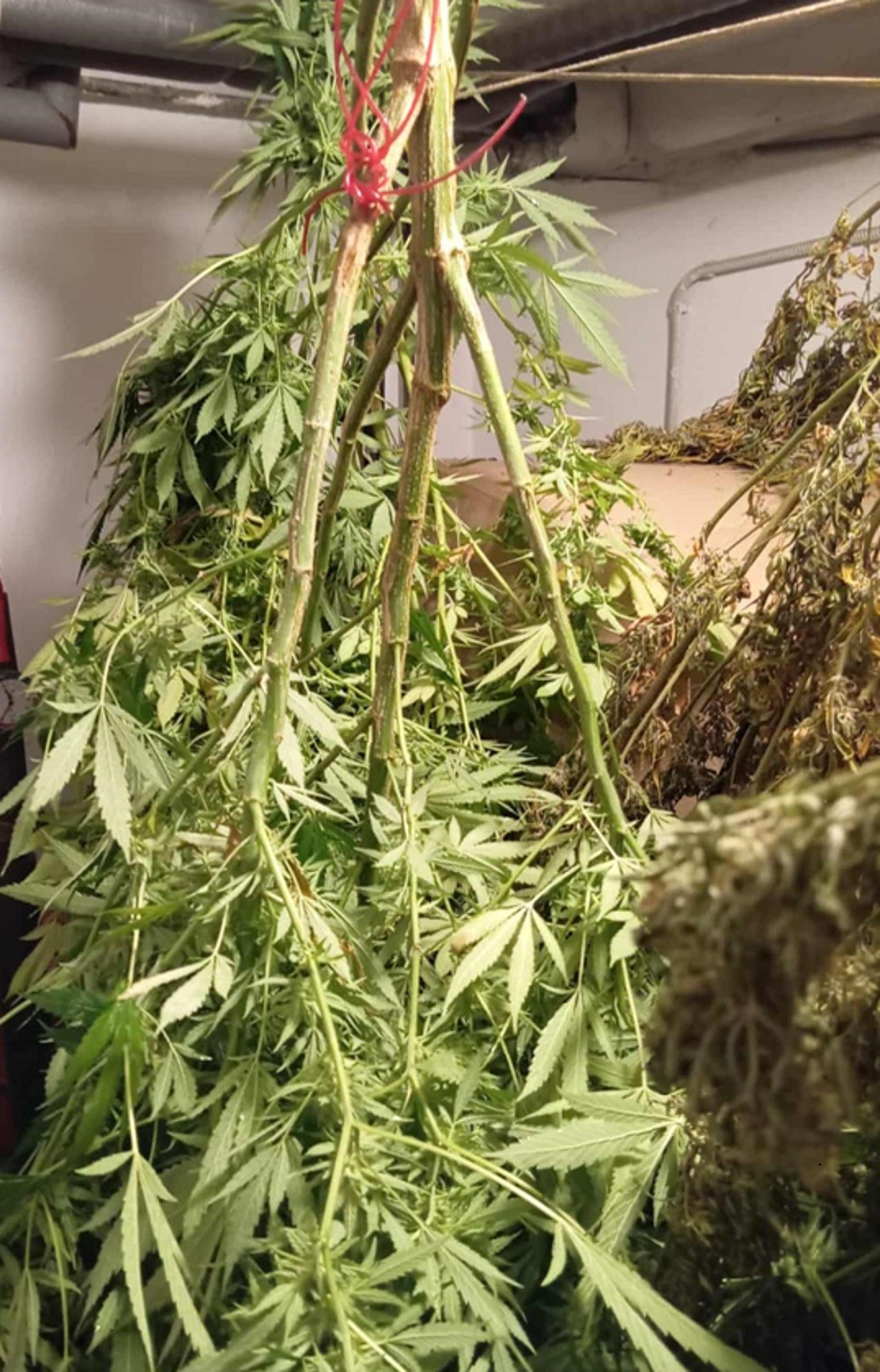 Zaseg PU Murska Sobota, droga, puški, orožje | Avtor: PU Murska Sobota