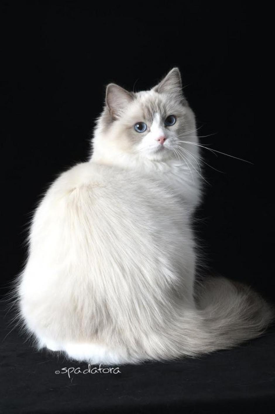 Radgoll | Avtor: T. V. Osebni arhiv