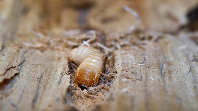 Larva hišnega kozlička