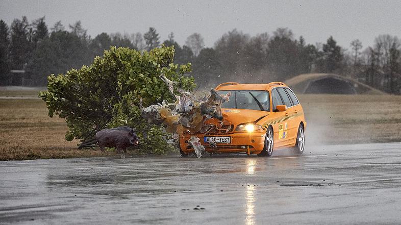 AMZS, ADAC trk avta z  divjo svinjo, trk z živaljo, divji prašič, divja svinja