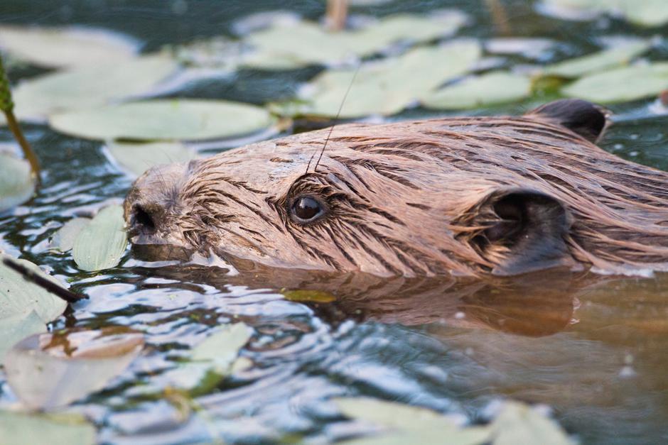 evropski bober | Avtor: Profimedia