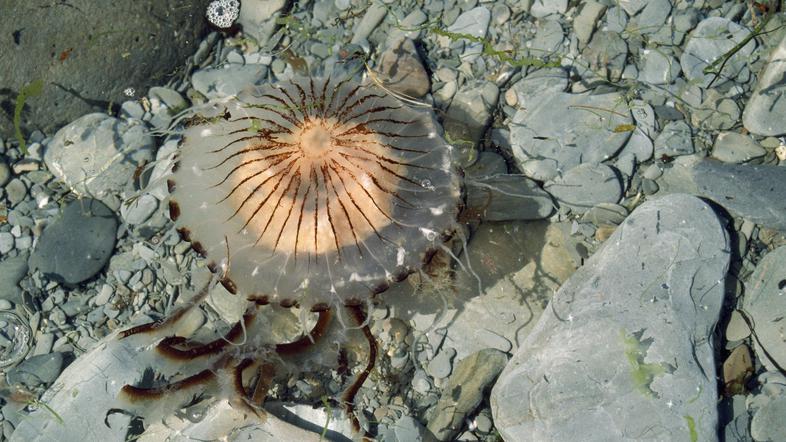 Kompasni klobučnjak