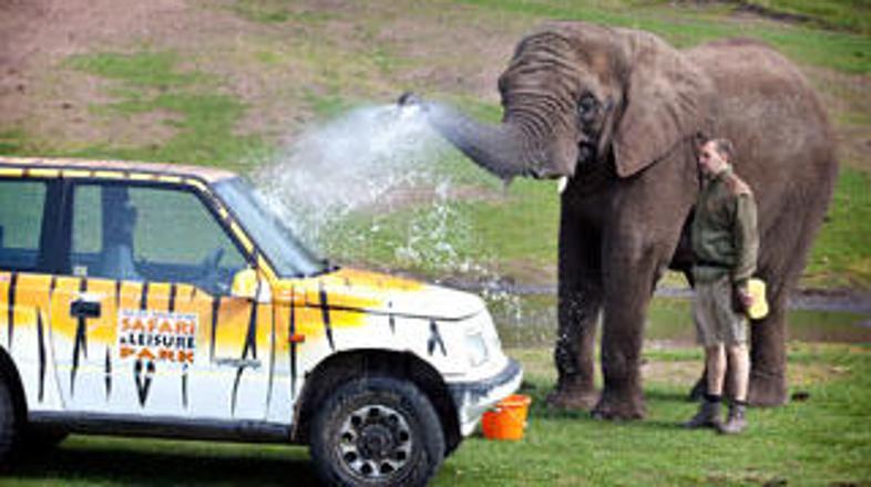Five je fantom pomagala oprati zaprašen avto. (Foto: West Midland Safari Park)