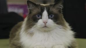 Tzmalezivali13.11.2007...macka.muca....foto: Bostjan Tacol