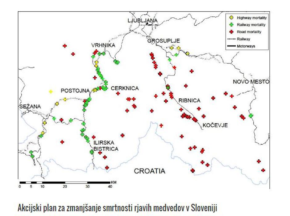 Povozi medvedov v Sloveniji | Avtor: LIFE DINALP BEAR 