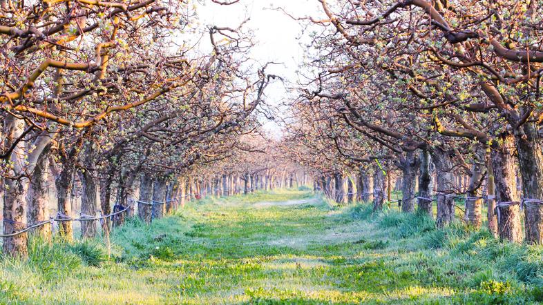 pozeba spomladi v sadovnjaku jablan