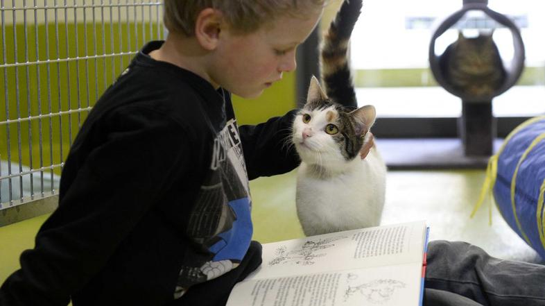 Otroci berejo mačkam