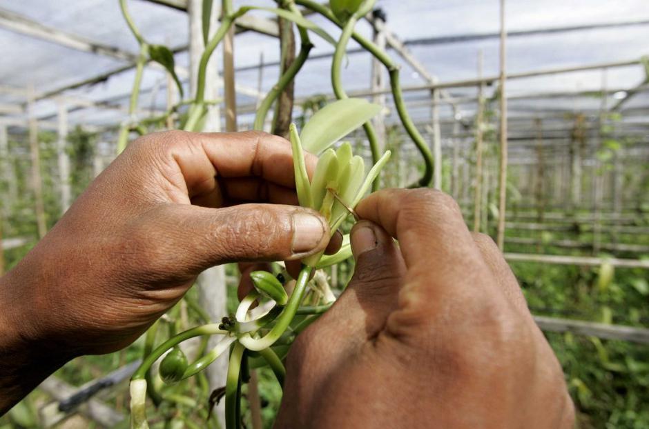 Burbonska vanilija  | Avtor: Profimedias