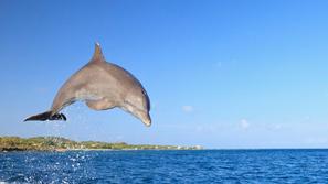 Tursiops truncatus, delfin