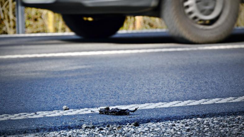 Žabe na cesti Jeprca