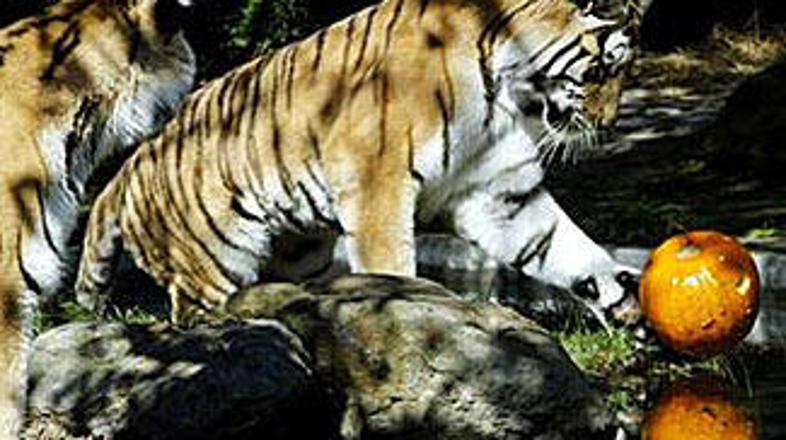 Tigrica je že lani napadla skrbnika.