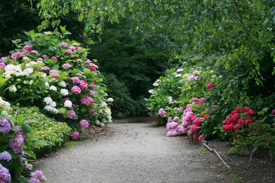 hortenzija | Avtor: Profimedia