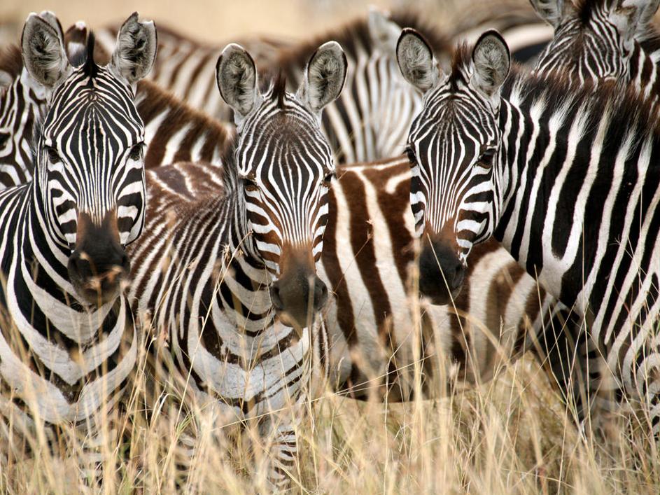 Masai Mara, Kenija