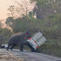 Slon prevrnil kombinirano vozilo