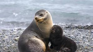 Arctocephalus gazella