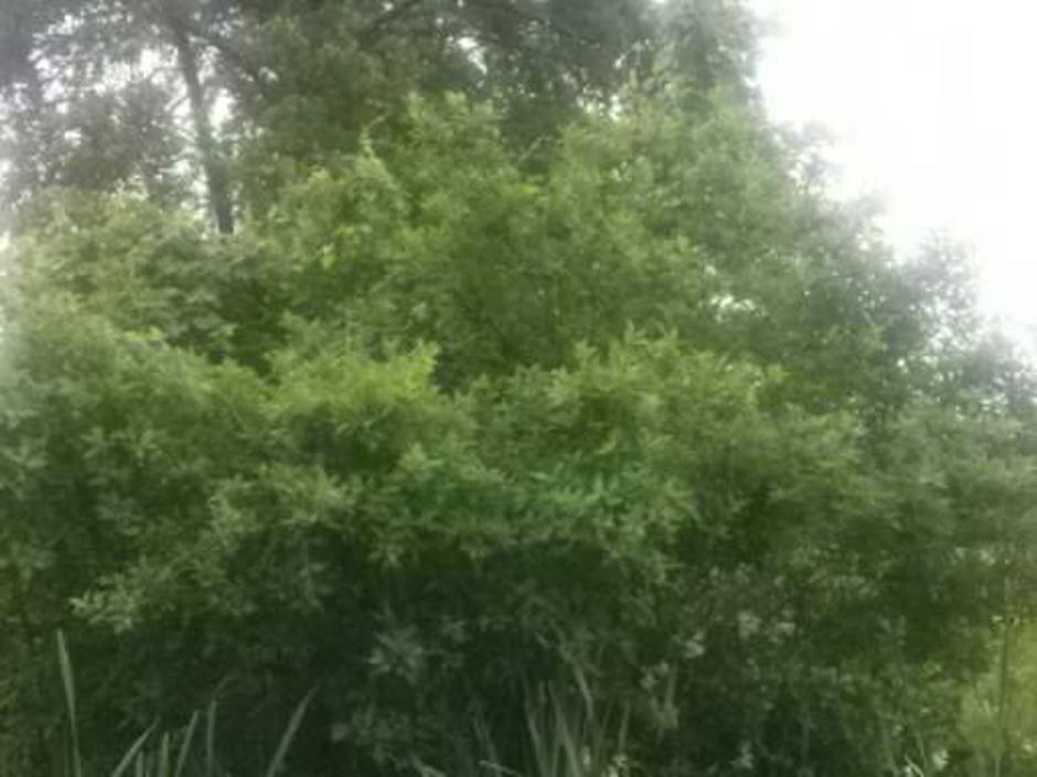 Drevesa sedaj 2 | Avtor: bralka