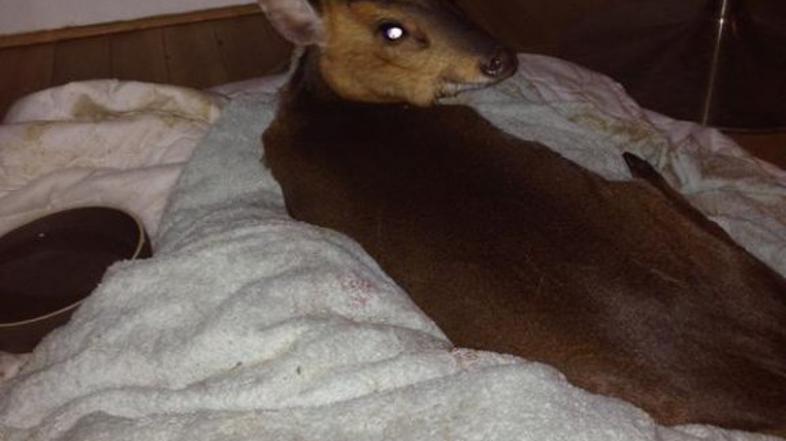 Greg Rutherford, jelen