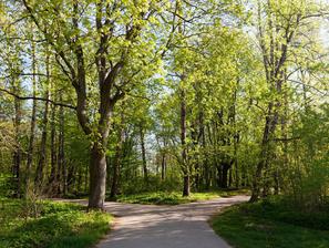 pomlad narava park drevesa ljudje se sprehajajo