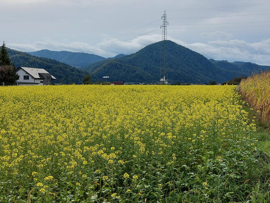 Pridelava hrane, poljedelstvo, njiva | Avtor: M. Ha.
