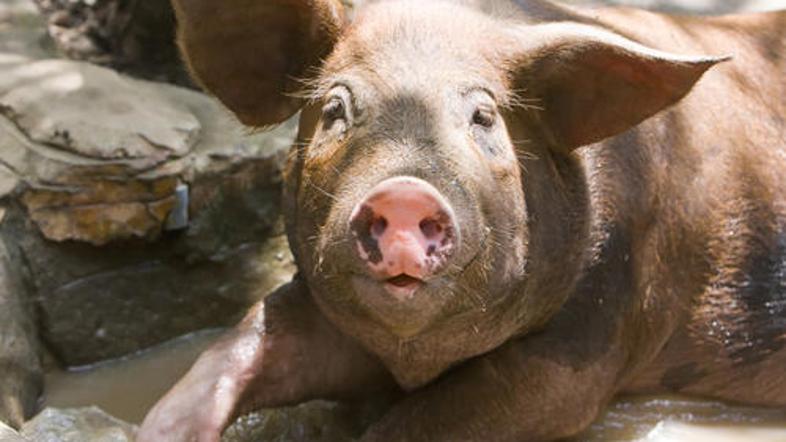 Povzročila je preplah. (Foto: Shutterstock)