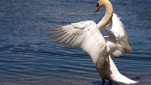 Dave Wheeler, ki proučuje življenje labodov, priznava, da je za laboda najbolje,