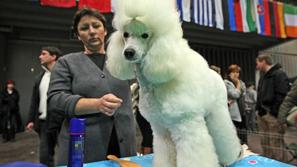 ljubljana 18.01.09 pes, mednarodna razstava psov vseh pasem CACIB Ljubljana 2009