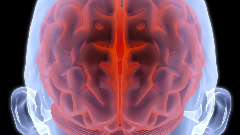 Zivljenje 11.03.13, mozgani, foto: shutterstock