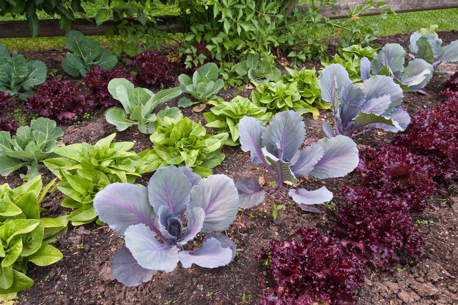 zelenjavni vrt | Avtor: Profimedia