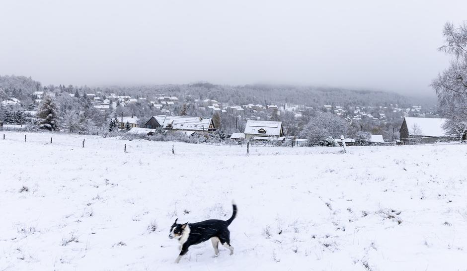 pes sneg zima gozd | Avtor: Profimedia