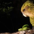 Kakapo