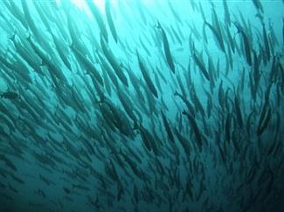 Morska idila iz globin blizu malezijskega otoka Sipadan ...