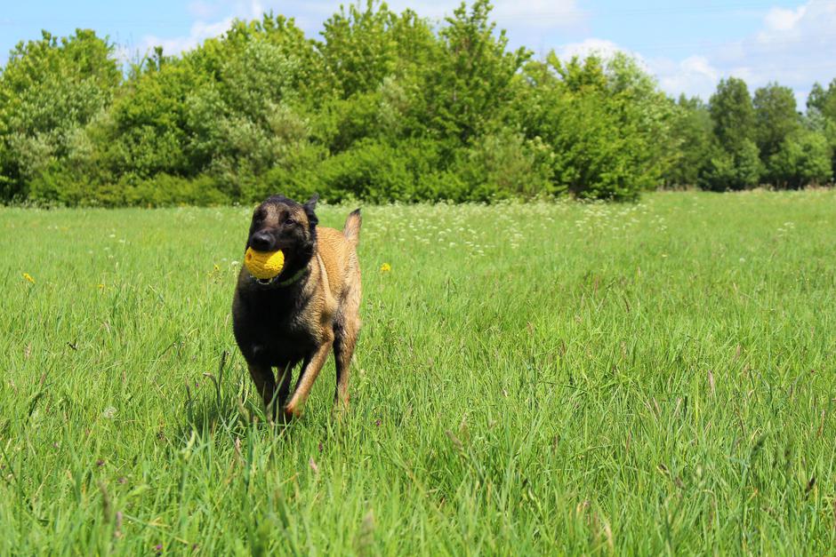 Pes | Avtor: Profimedia