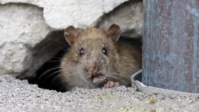 Podgana naj bi splezala kar iz žimnice. (Foto: Gregor Katič)