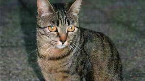 Policisti, ki so se na kraj dogodka odpravili šele teden po prijavi, niso potrdi