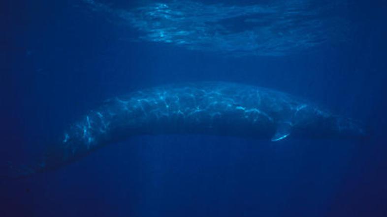 Velikan, ki v dolžino zraste tudi do 30 metrov in poje kar štiri tone planktona 