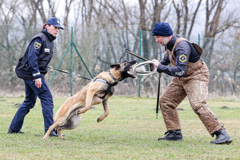 oddelek za šolanje službenih psov Gmajnice, policijski psi, šolanje psov | Avtor: Saša Despot