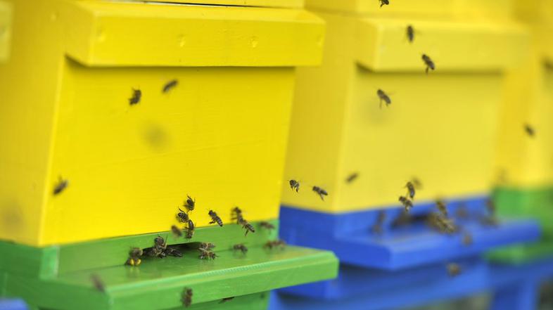 čebelnjak, BTC, čebele