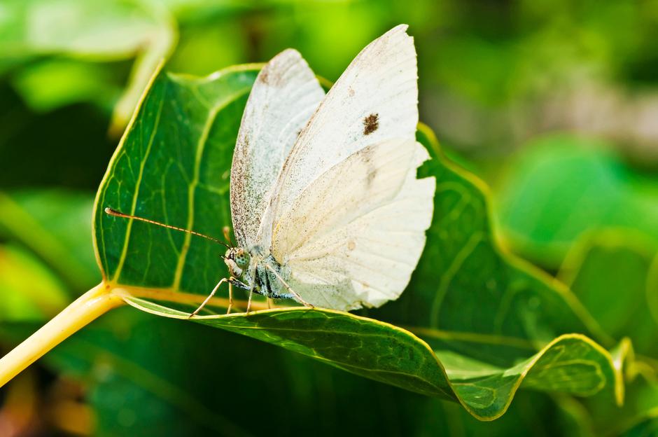 kapusov belin | Avtor: Profimedia