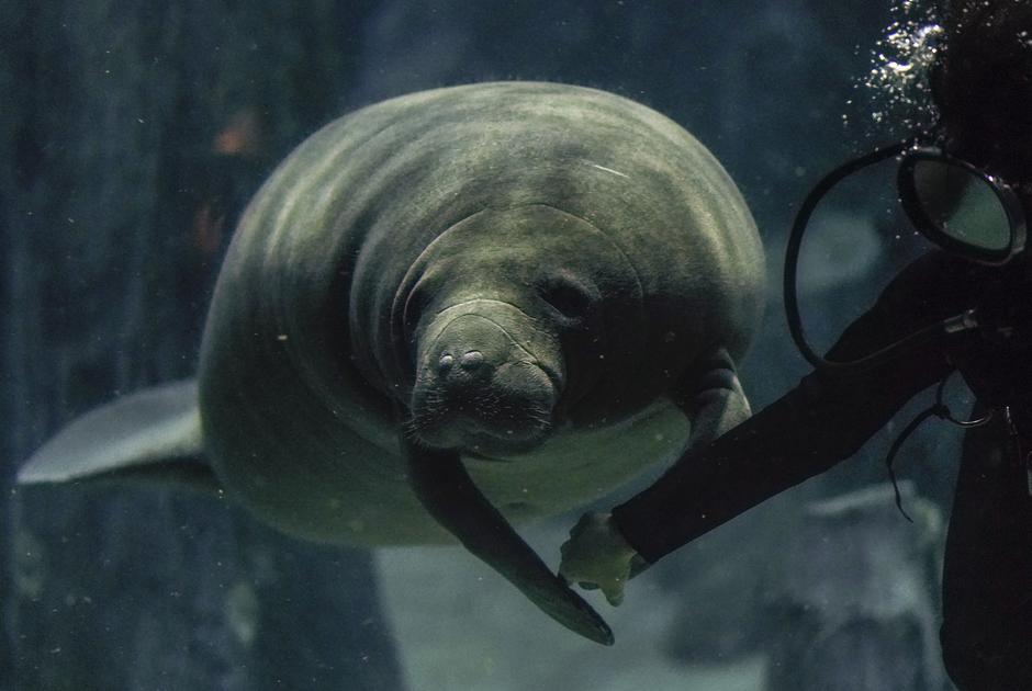 Lamantin | Avtor: EPA