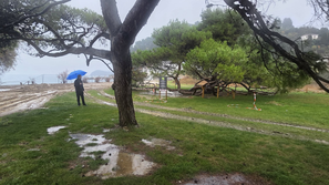 Veliki pajesen v Piranu