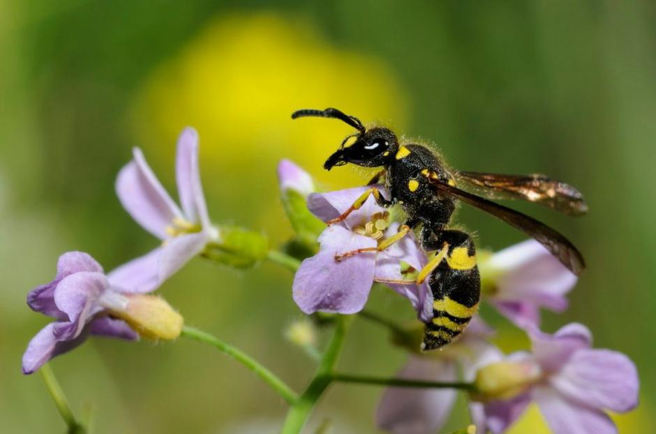 Ose | Avtor: Profimedias