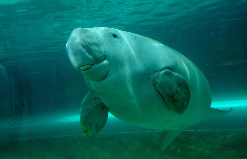 Dugong dugon | Avtor: Epa