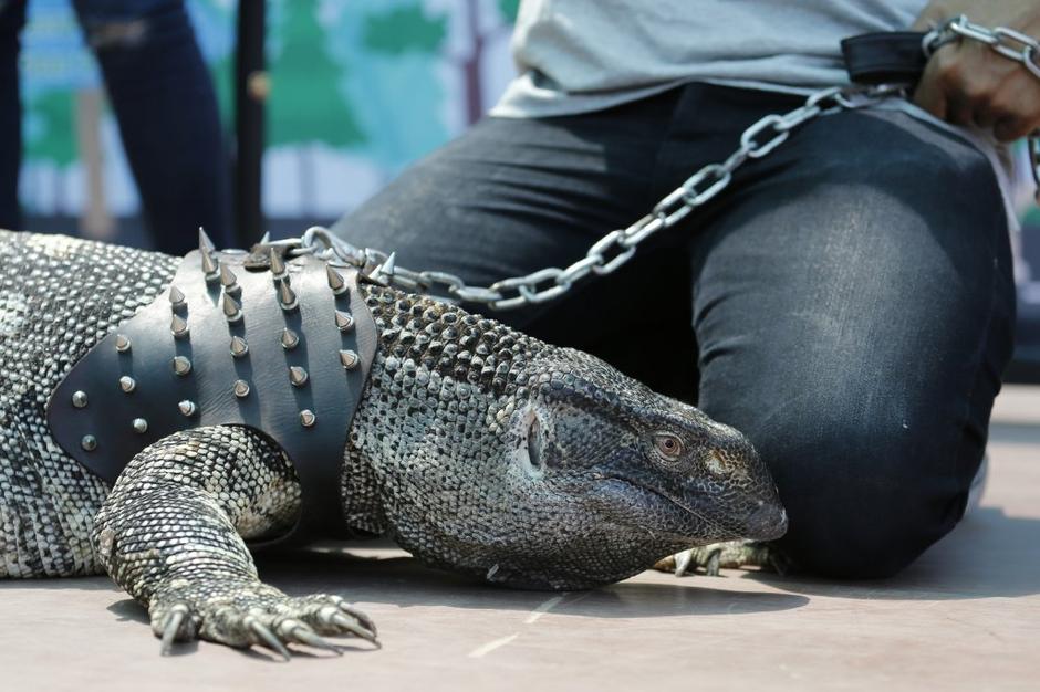 Eksotične živali | Avtor: EPA