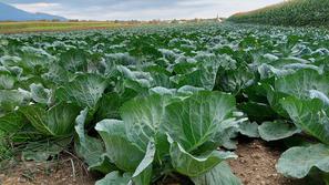 Lokalna hrana je bila na Brdu vedno cenjena