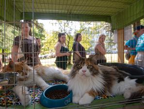 Festival za ljubitelje žiivali