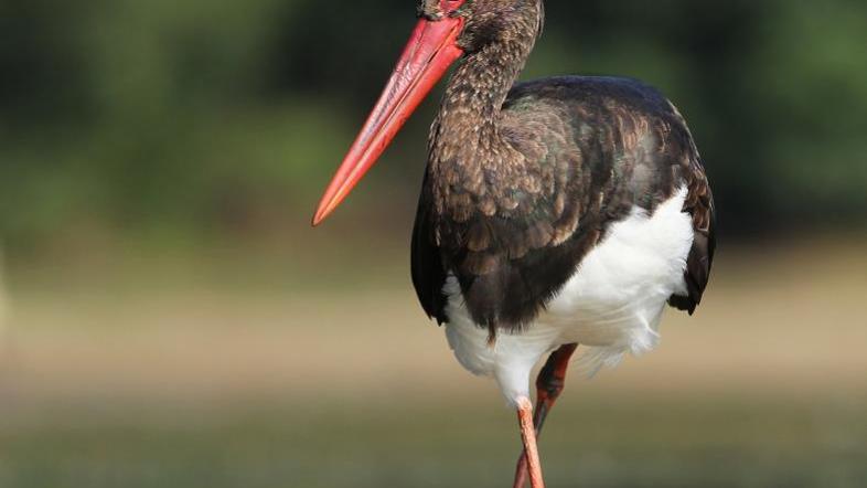 Črna štorklja